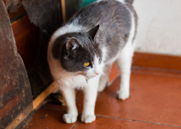 Freilaufende Katzen stellen ein erhebliches Risiko für sie dar. Wie können Sie Ihre Katze davon abhalten, nach draußen zu gehen?