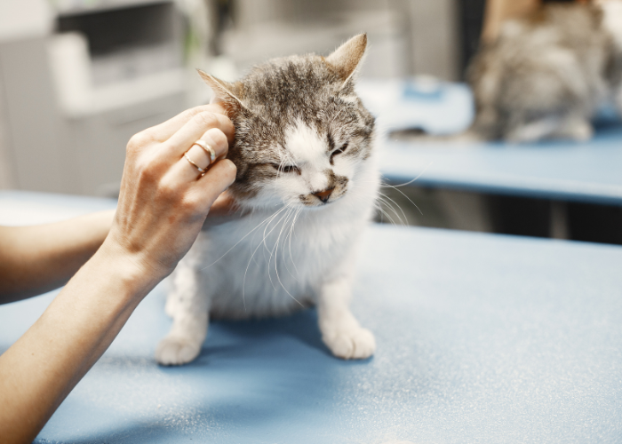 Katze beim Tierarzt.