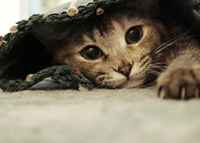 Wie kann man bei einer Katze sicher Erbrechen herbeiführen?