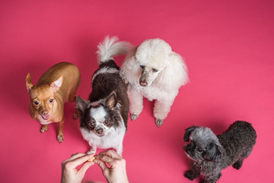 Vier Hunde – ein Pudel, ein langhaariger und ein kurzhaariger Chihuahua sowie ein Bichon – bitten ihren Besitzer um ein Leckerli aus seiner Hand.