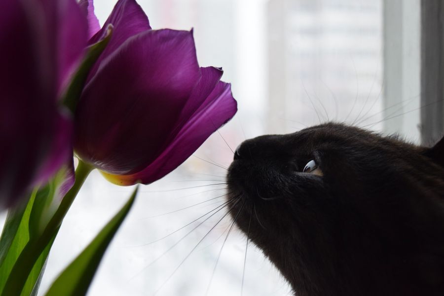 Die Katze riecht an den Tulpen. Tulpen sind für Katzen giftig. Wenn eine Katze Wasser aus einer Vase frisst oder trinkt, kann sie daran sterben.