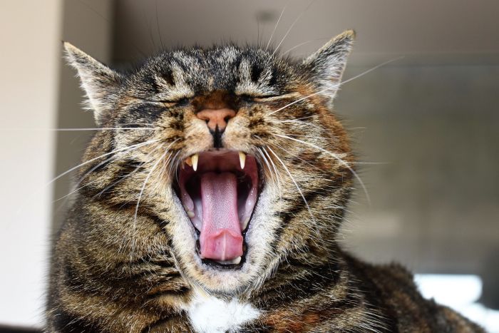 Katze gähnt und zeigt Zunge mit Haken.