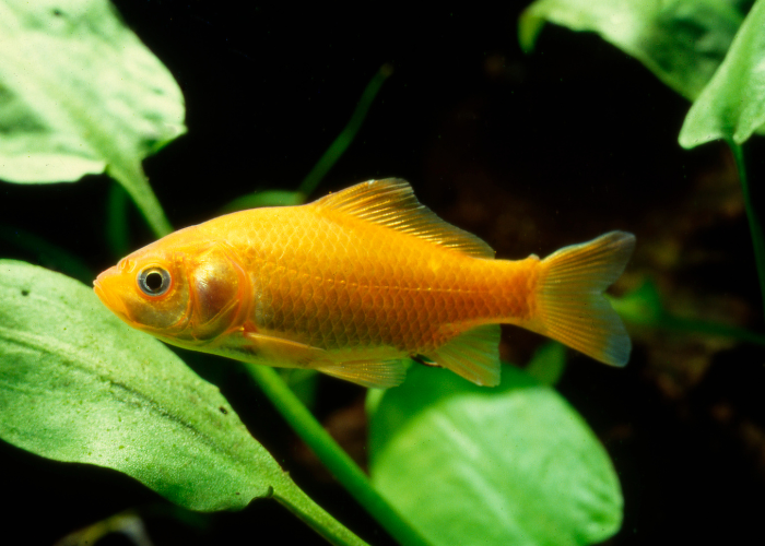 Der Goldfisch