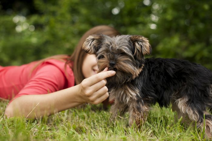 Mädchen füttert Yorkie aus der Hand
