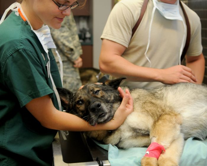 Ein Hund während einer Operation in einer Tierklinik,