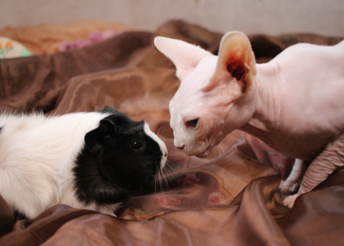 Meerschweinchen gegen Katze.