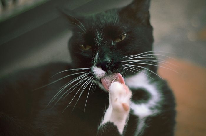 Die Katze wäscht sich mit einer Zunge mit Ausstülpungen.