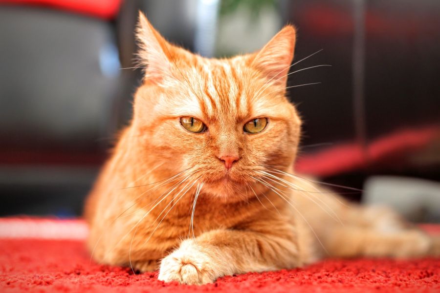Die Katzenschnüffelmatte dient manchmal als Ruheplatz für eine Katze.