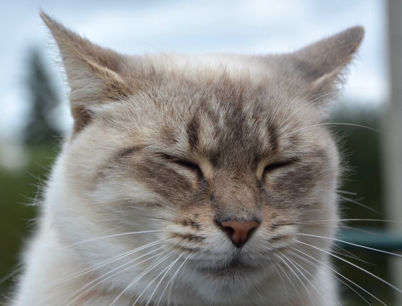Eine Katze mit angelegten Ohren, was auf Angst hindeuten kann.