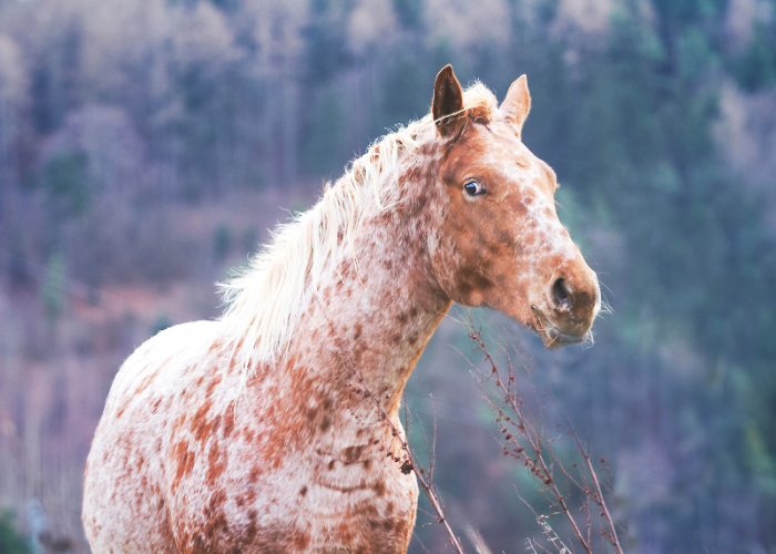 Appaloosa Pferd