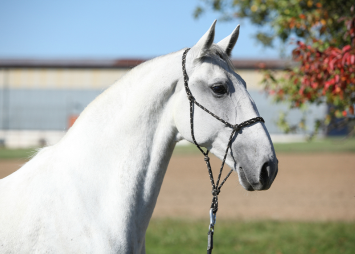 Weißes Lipizzaner Pferd.