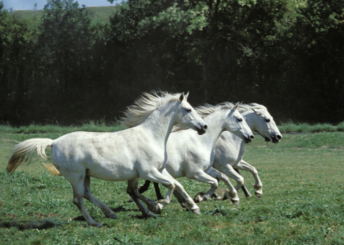 Lipizzaner Pferde laufen.