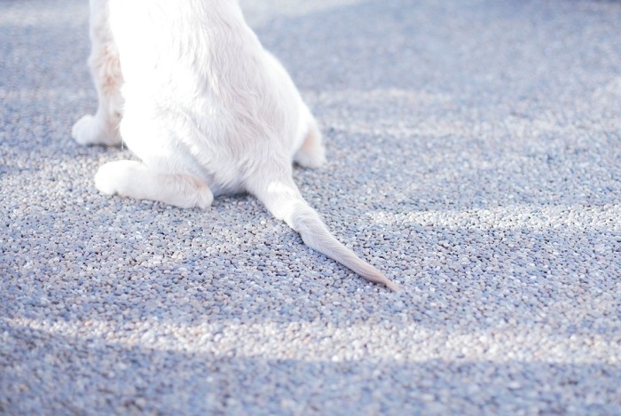 Pferdeschwanzsyndrom beim Hund.