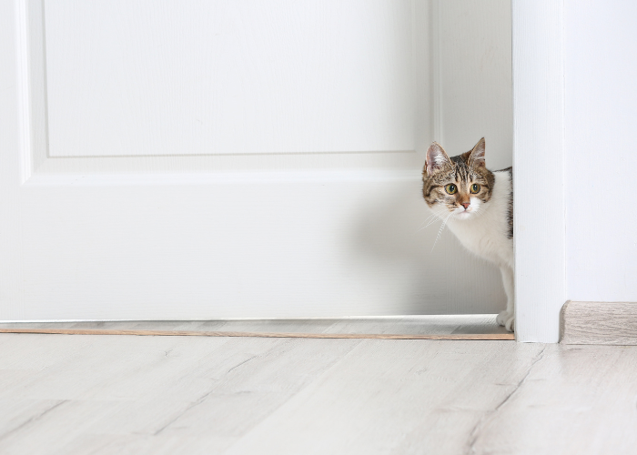 Warum will die Katze nach draußen?