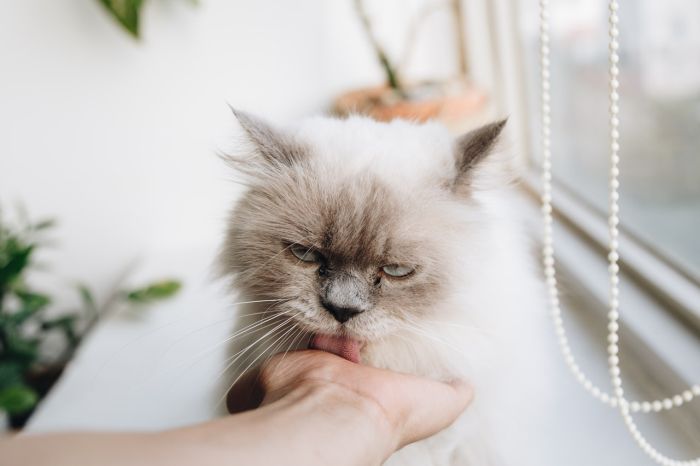 Eine Katze leckt die Hand eines Mannes.