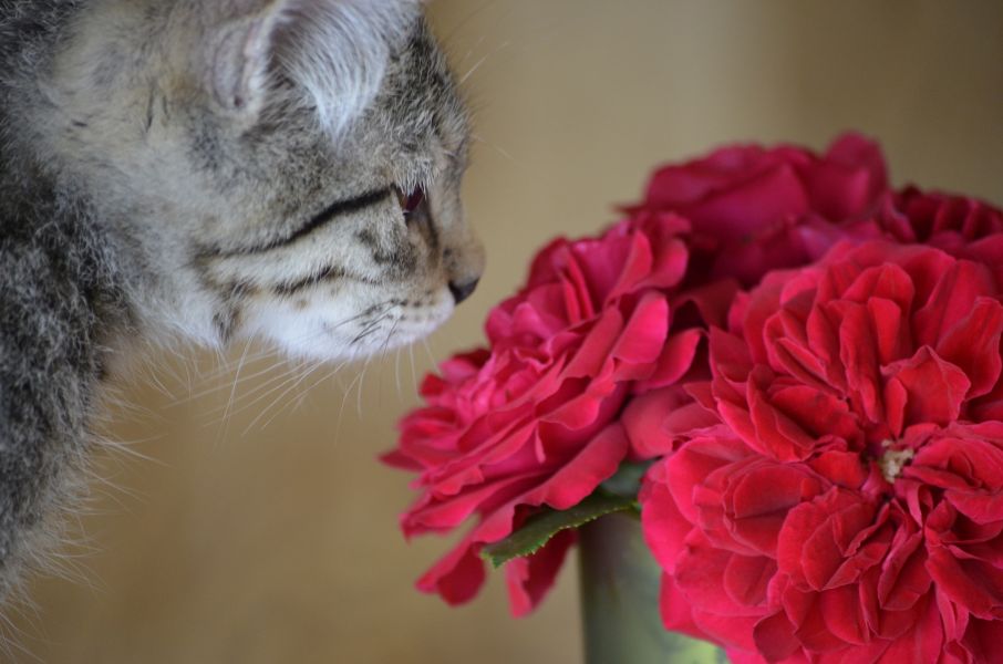 Eine Katze schnuppert an den roten Rosen in einer Vase.
