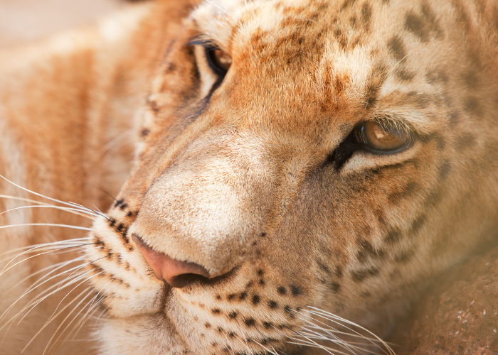 Liger
