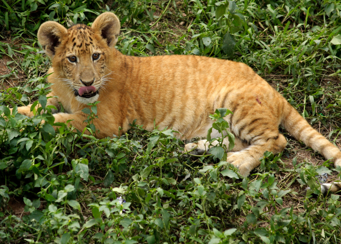 Junger Liger