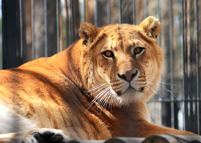 Liger in Gefangenschaft.