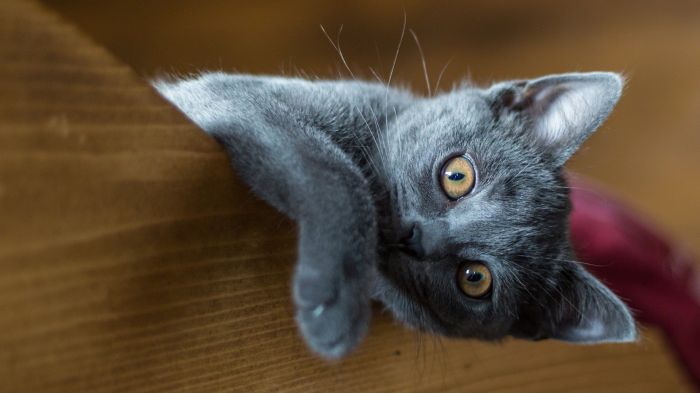 Blaue Katze schaut aus ihrem Versteck heraus