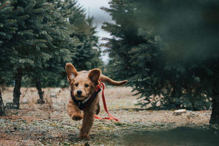 Der Hund rennt auf einem Waldweg.