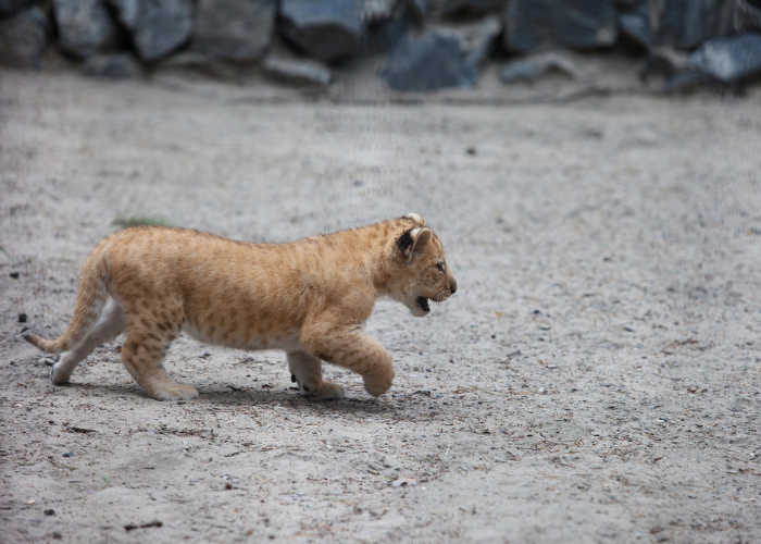 Liger Kätzchen.
