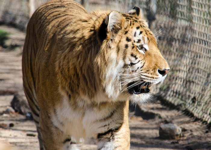 Liger im Zoo.