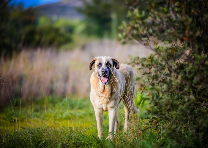 Portugiesischer Mastiff.