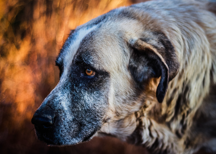 Portugiesischer Wachhund.