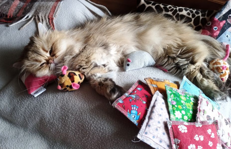 Katzen liegen auf Spielzeug in Form von Kissen, Spielzeug mit Katzenminze oder Baldrian kann die Katze entstressen.