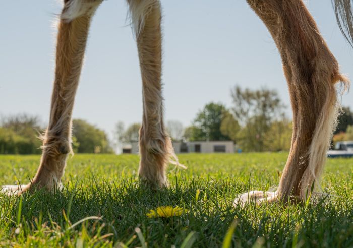 Schwielen treten beim Hund am häufigsten an den Sprunggelenken auf, seltener an den Ellenbogen.