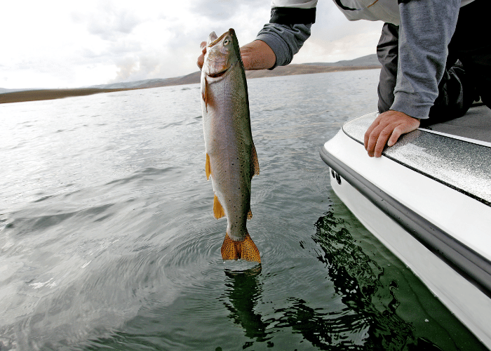 Größter gefangener Fisch.