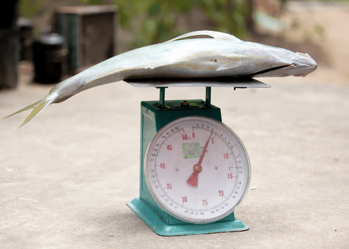 Der größte Fisch der Welt.