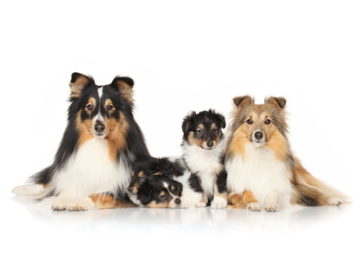 Was sind das für gesunde Hunde?