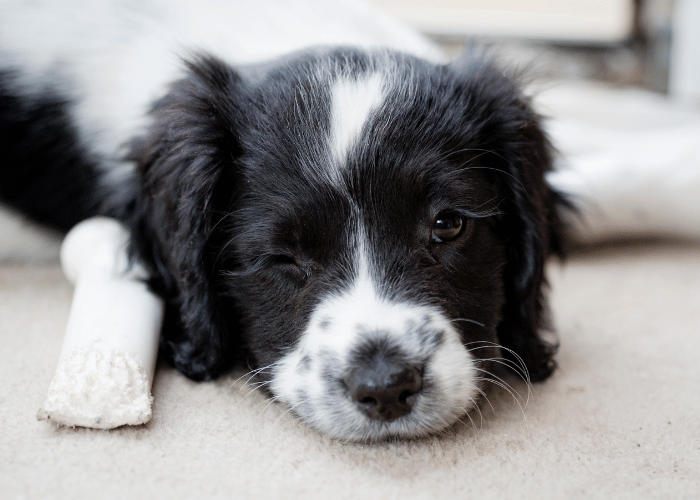 Vestibuläres Syndrom bei Hunden.