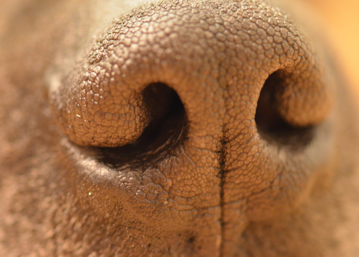 Die Nase eines Hundes ist sehr empfindlich.