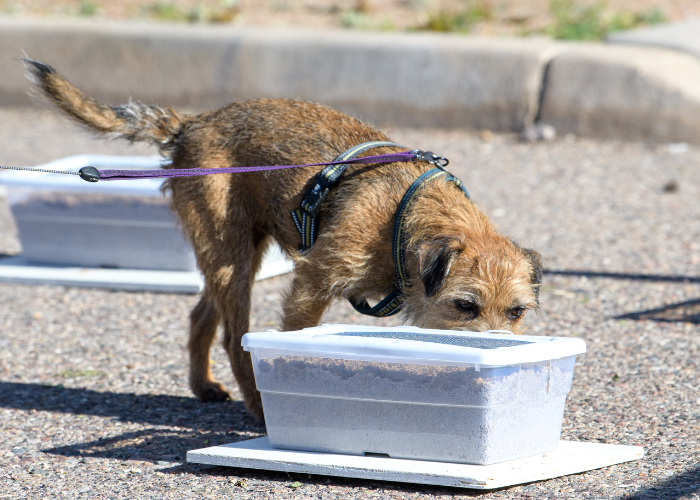 Sport für Hunde: Nosework.