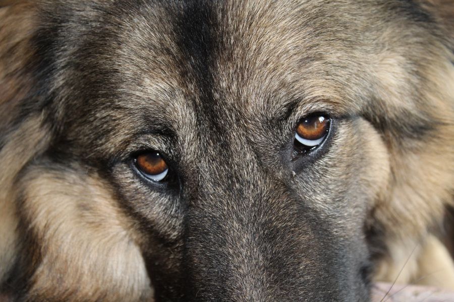 Gesunde Augen eines Hundes, das Eiweiß des Auges ist weiß und die Hornhaut glasig.
