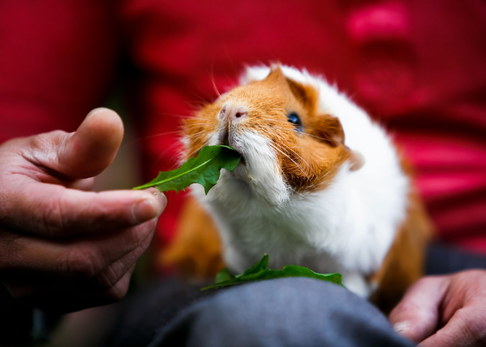 Das Meerschweinchen wird gefüttert.