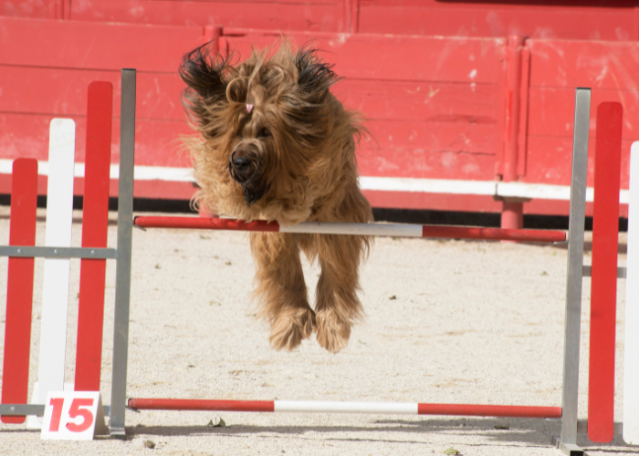 Französischer Schäferhund Briard beim Agility.