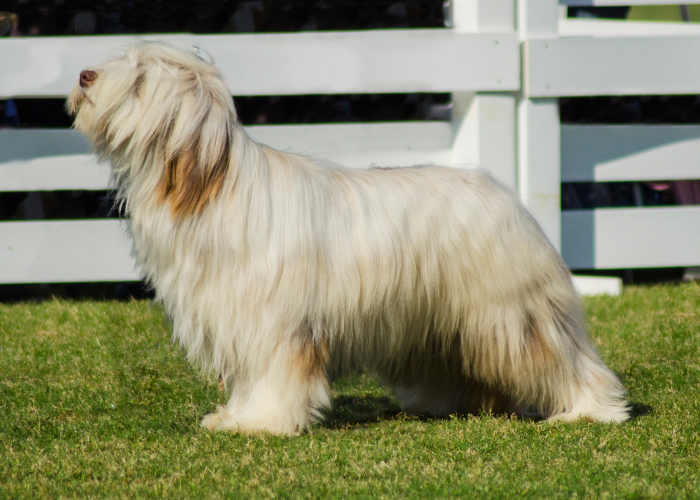 FCI-Standard für Briards.