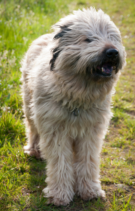 Langhaariger katalanischer Schäferhund.