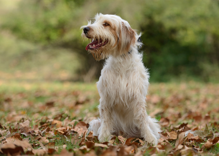 Ein männlicher katalanischer Schäferhund.