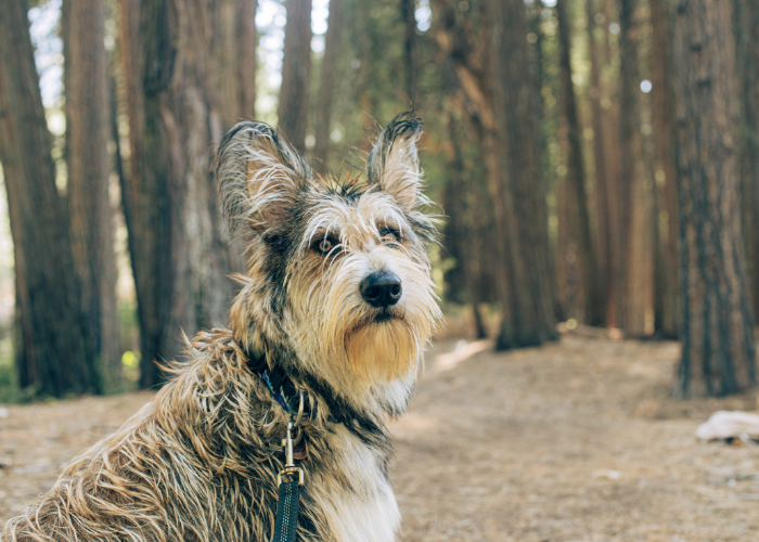 Berger de Picardie  im Wald.