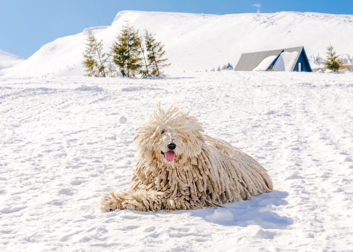 Ein weißer ungarischer Schäferhund pulsiert im Schnee.