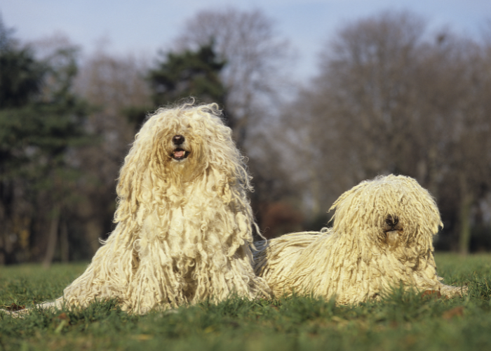 Puli Ungarischer Schäferhund