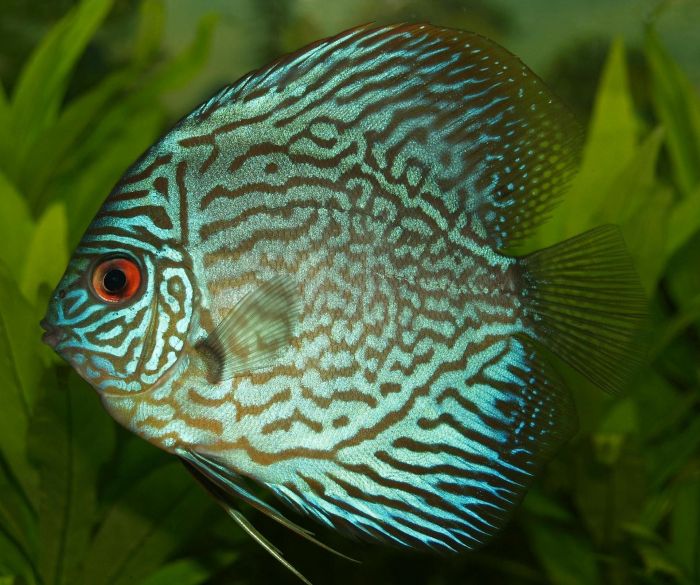 Grüner Fingerling Fisch.