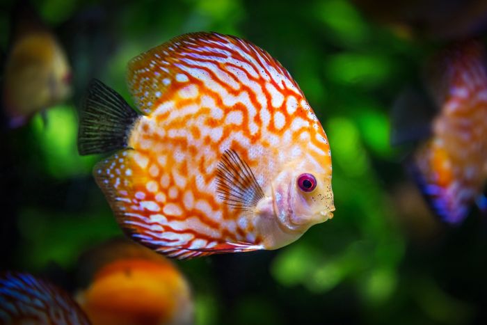 Palettenfisch mit abgeflachtem Körper und intensiver Färbung