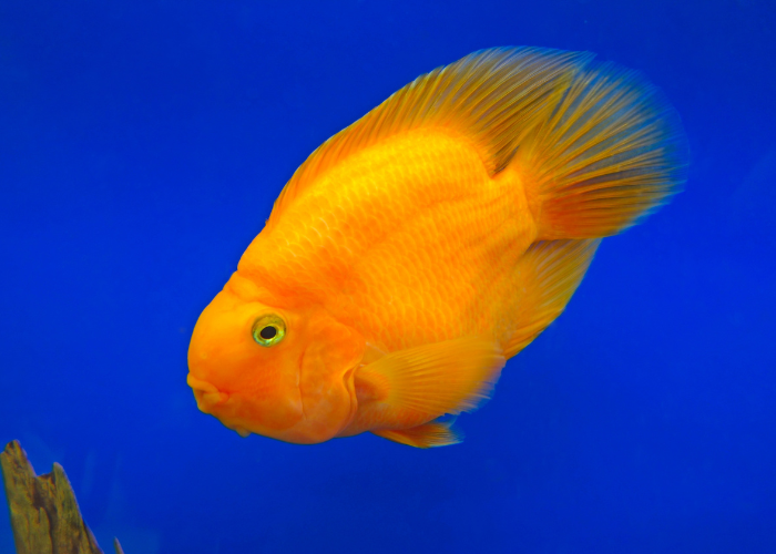 Orangefarbener Papageienbuntbarsch.