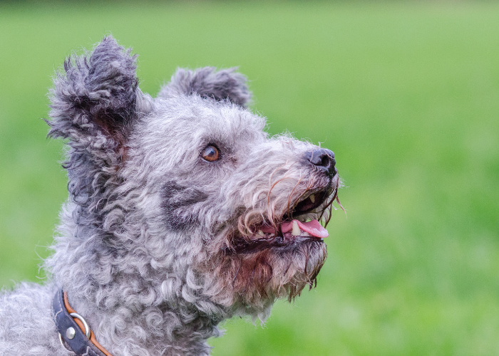 Grauer Pumi-Hirtenhund.